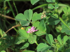 Trifolium resupinatum