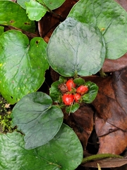 Geophila
