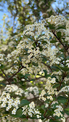Viburnum obovatum