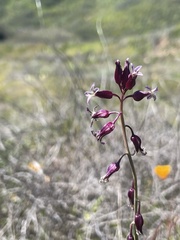 Caulanthus heterophyllus