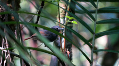 Myrmotherula unicolor