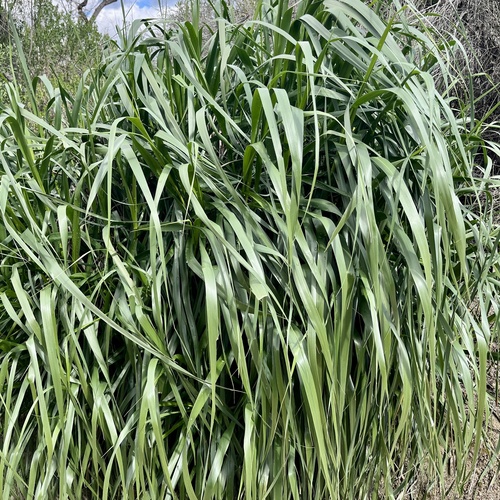 iNaturalist observation photo of giant wild rye