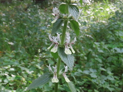 Stachys ocymastrum