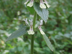 Stachys ocymastrum