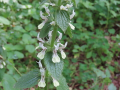 Stachys ocymastrum