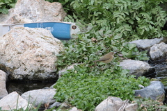 Phylloscopus collybita