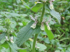 Stachys ocymastrum