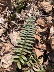 Polystichum acrostichoides
