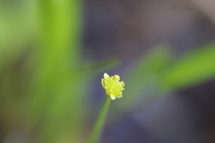 Ranunculus pusillus