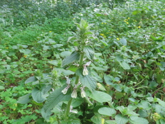 Stachys ocymastrum