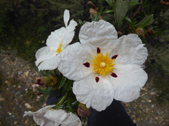 Cistus ladanifer