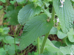 Stachys ocymastrum