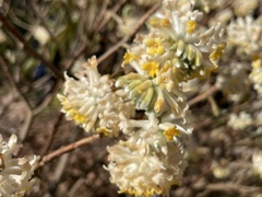 Edgeworthia