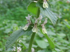 Stachys ocymastrum