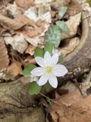 Thalictrum thalictroides