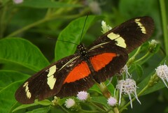 Heliconius ricini