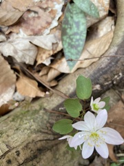 Thalictrum thalictroides