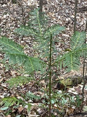 Cephalotaxus