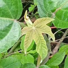 Cochlospermum vitifolium
