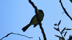 Phylloscartes kronei