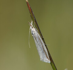 Hednota grammellus