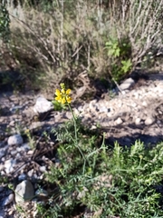 Coronilla juncea