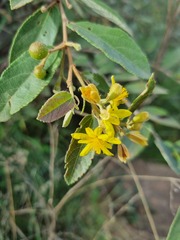 Grewia monticola
