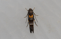 Mompha raschkiella
