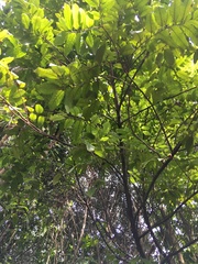 Alectryon excelsus excelsus