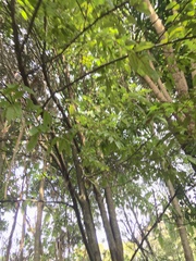 Alectryon excelsus excelsus