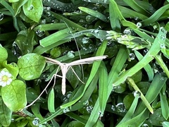 Hellinsia homodactylus