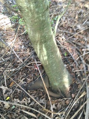 Alectryon excelsus excelsus