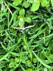 Hellinsia homodactylus