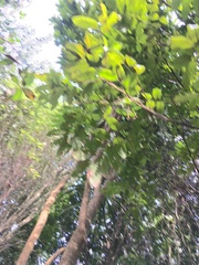 Alectryon excelsus excelsus