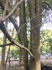 Alectryon excelsus excelsus