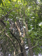 Alectryon excelsus excelsus