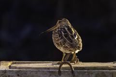 Gallinago gallinago