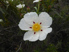 Cistus ladanifer