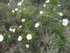 Cistus ladanifer