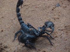 Heterometrus laoticus