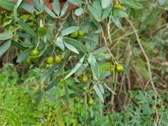 Rhoicissus revoilii