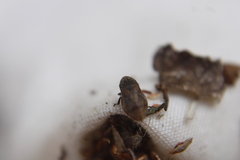 Lepyronia quadrangularis