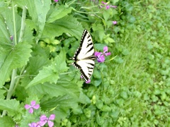 Papilio canadensis