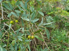 Rhoicissus revoilii