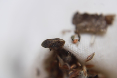 Lepyronia quadrangularis