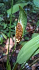 Spathanthus unilateralis