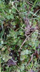 Veronica hederifolia-sublobata-triloba