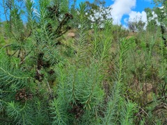 Phymaspermum athanasioides