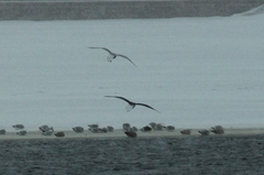 Larus marinus