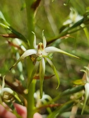 Habenaria nyikana